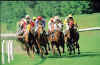 horseracingHK.jpg (288599 bytes)