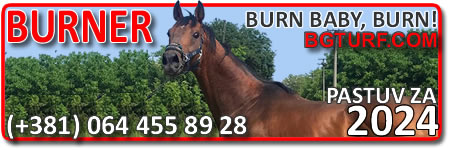 bgturf burner pastuv pastuvi stallions stallion sire stud