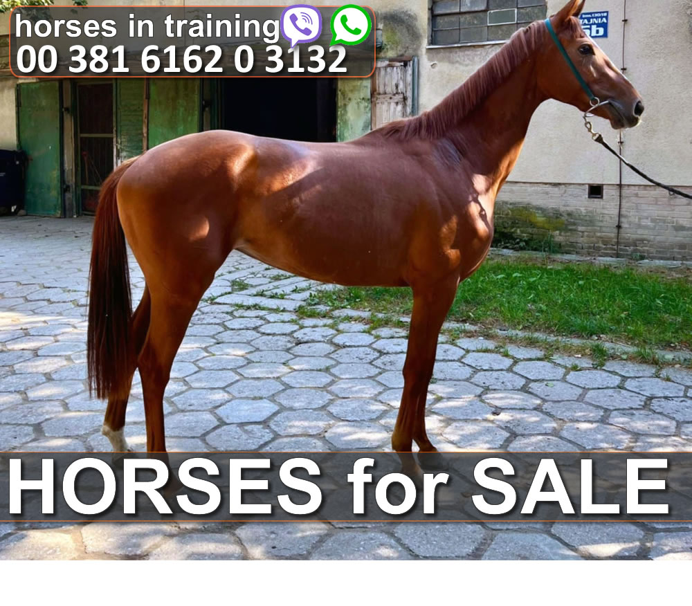 bgturf horses for sale