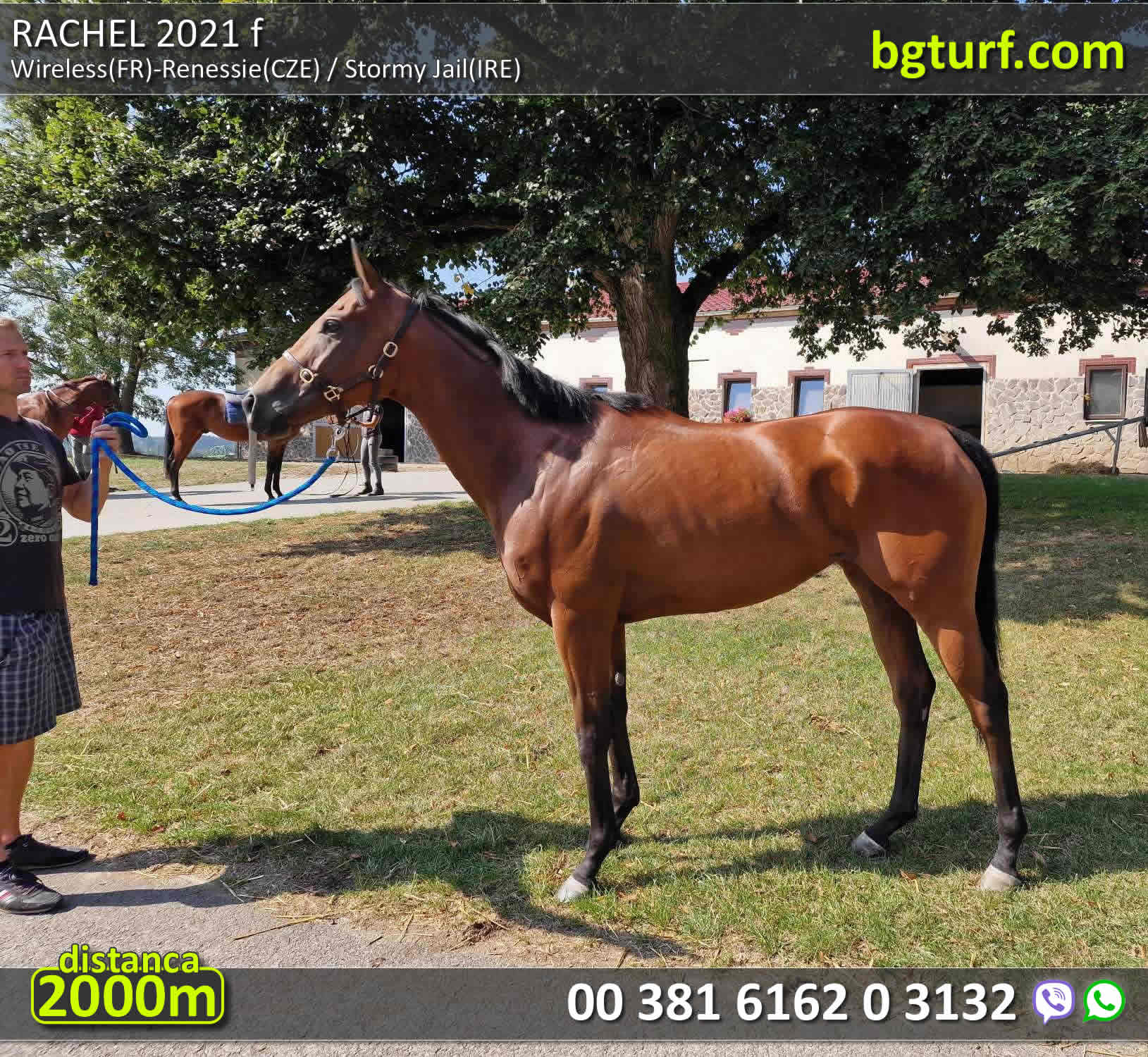 bgturf horses for sale